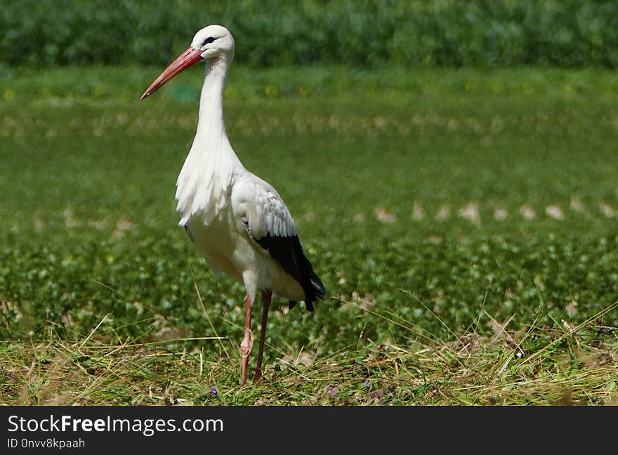 Bird, White Stork, Stork, Ecosystem