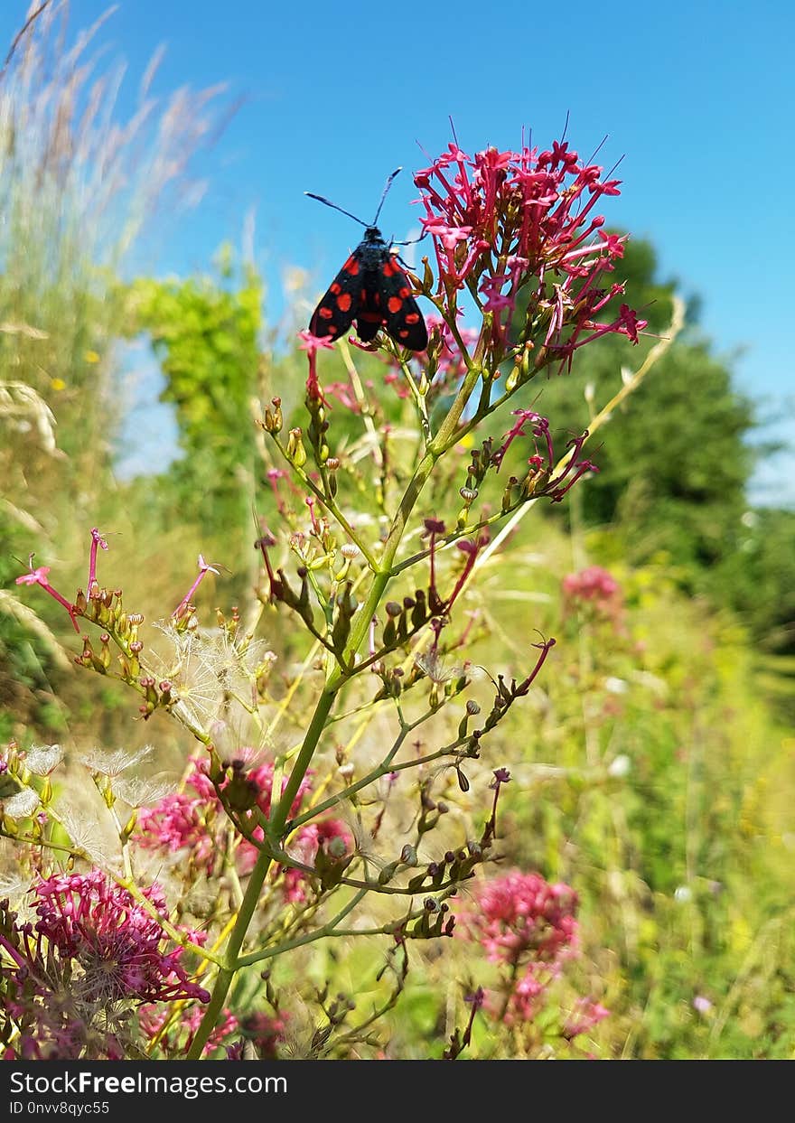 Plant, Flower, Flora, Vegetation