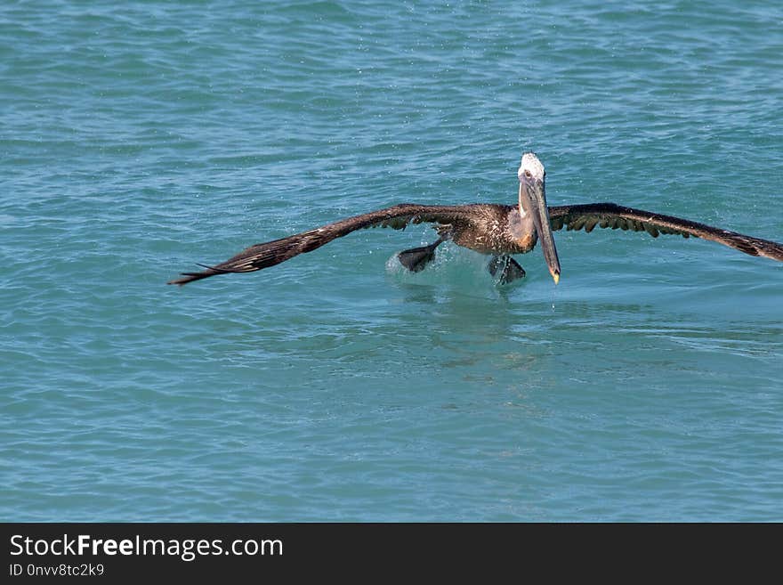 Pelican, Bird, Seabird, Fauna