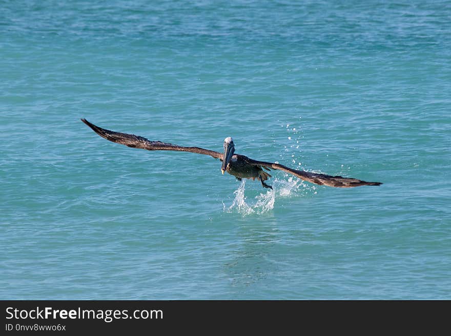 Sailing, Sea, Wave, Wind Wave