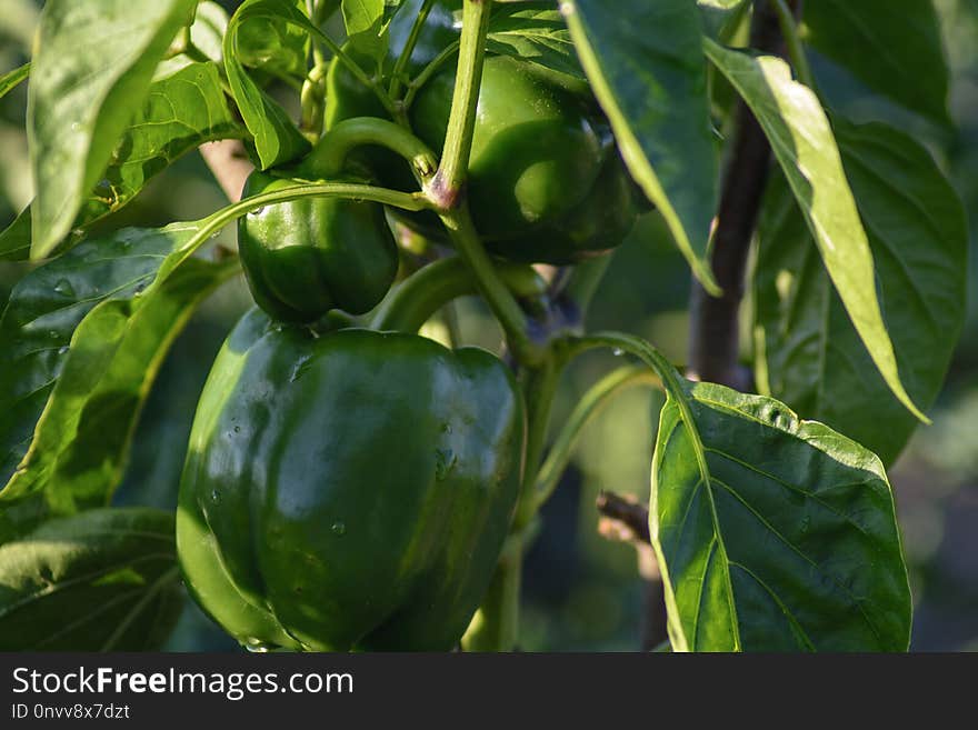 Plant, Vegetable, Bell Peppers And Chili Peppers, Peppers