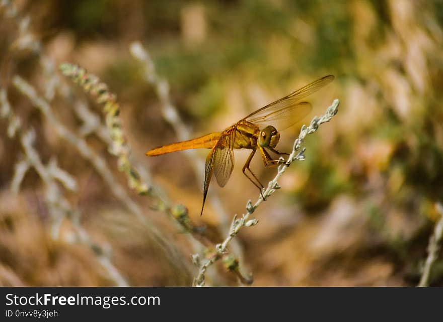 Dragonfly, Insect, Ecosystem, Wildlife