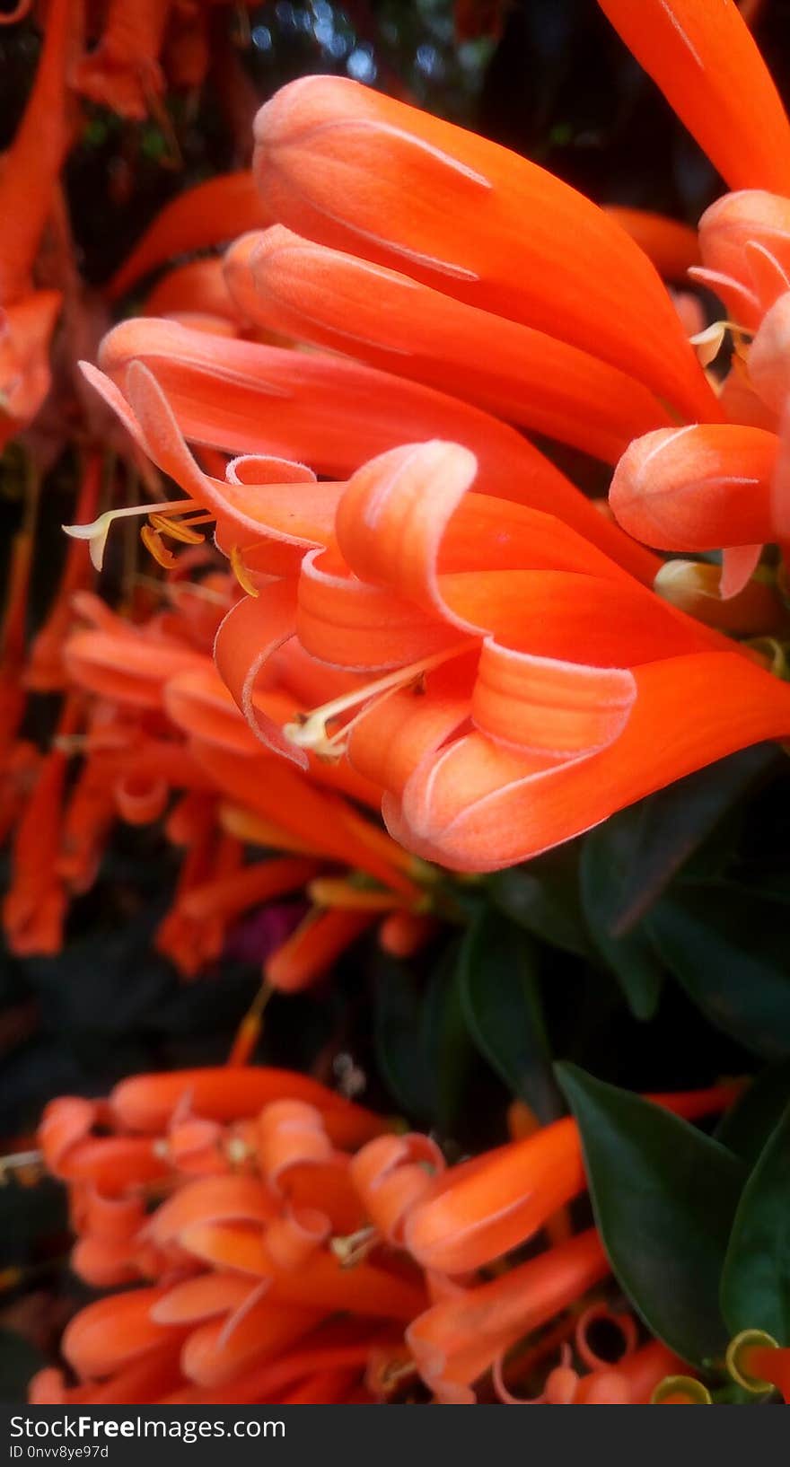 Flower, Orange, Flora, Petal