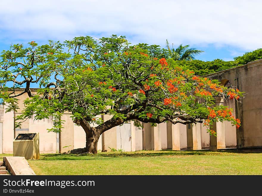 Tree, Plant, Flower, Sky