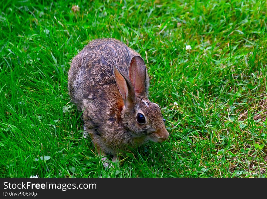 Fauna, Mammal, Grass, Wildlife