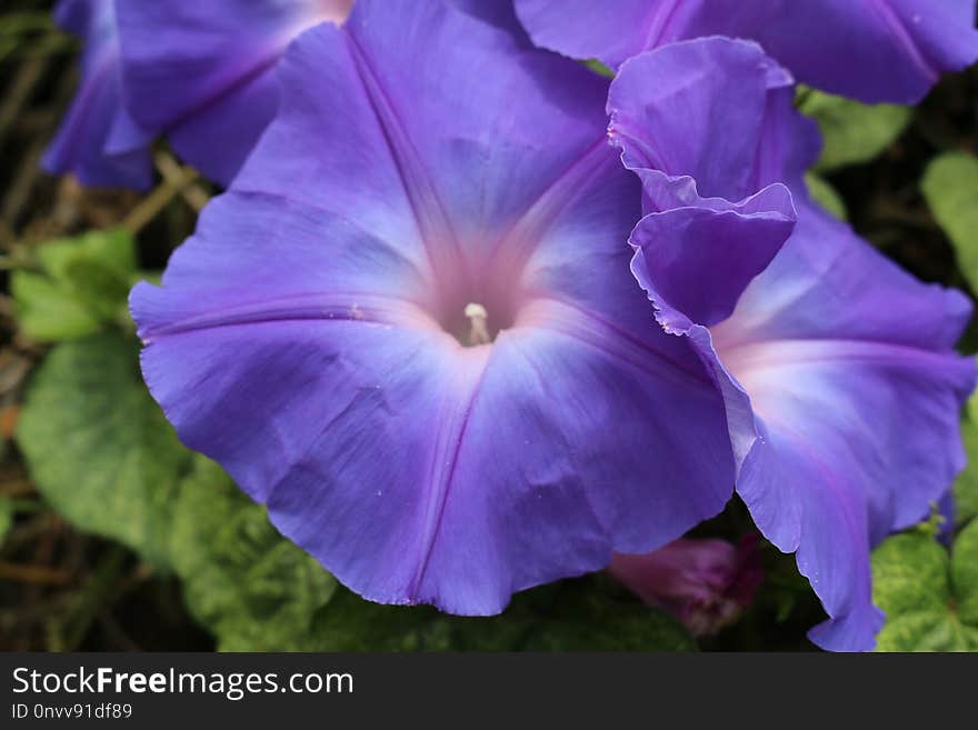 Flower, Blue, Plant, Purple