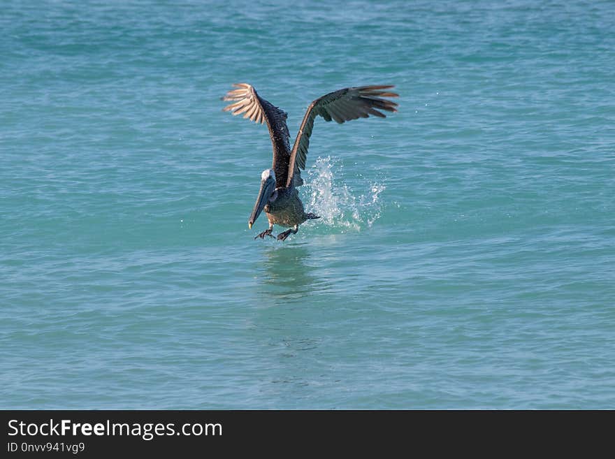 Seabird, Pelican, Bird, Water