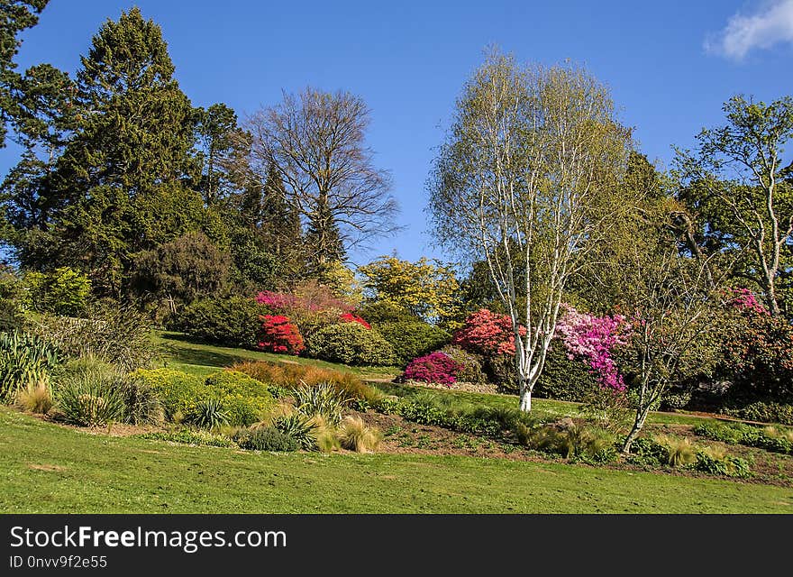 Nature, Garden, Vegetation, Plant