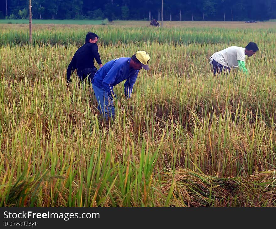 Agriculture, Crop, Paddy Field, Field