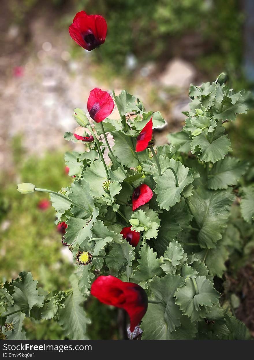 Flower, Plant, Flowering Plant, Poppy