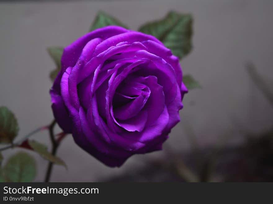 Flower, Rose, Rose Family, Purple