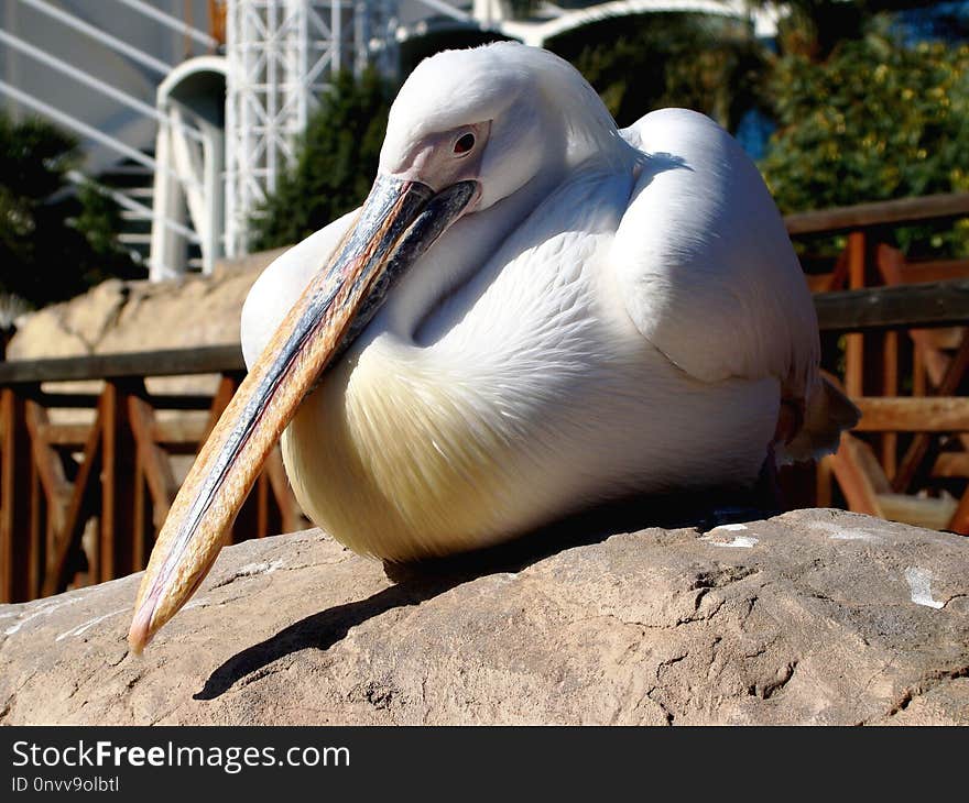 Bird, Pelican, Beak, Fauna