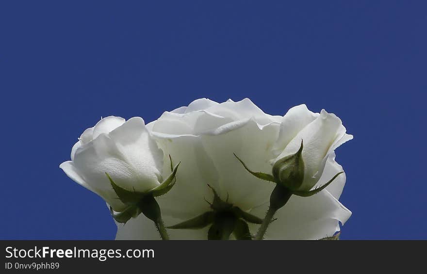 Flower, White, Rose Family, Rose