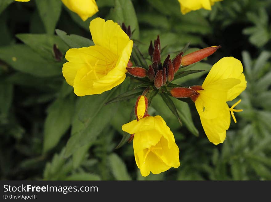 Flower, Yellow, Plant, Flora