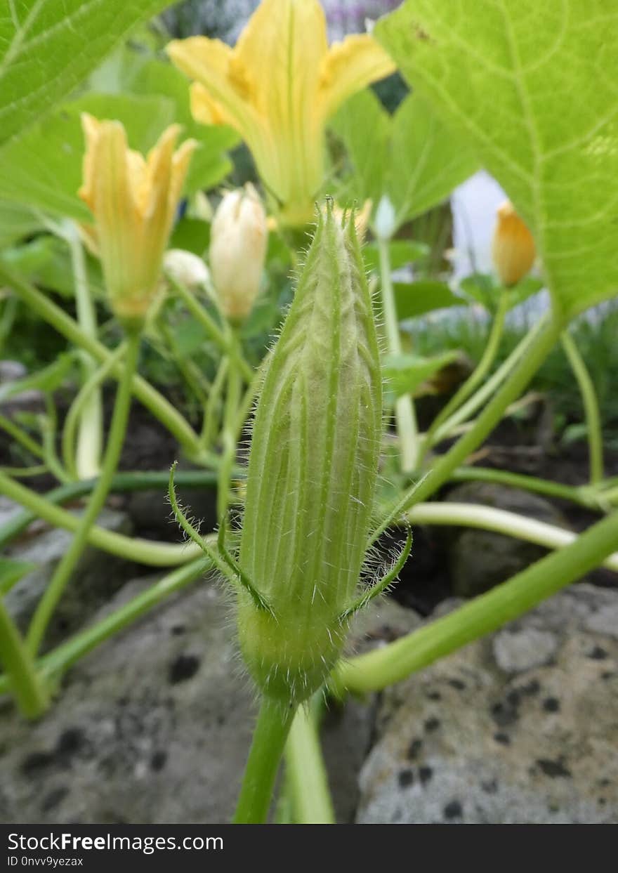 Plant, Okra, Flora, Plant Stem