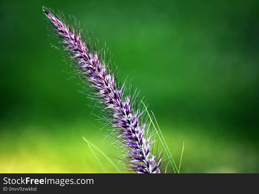 Grass, Grass Family, Close Up, Plant