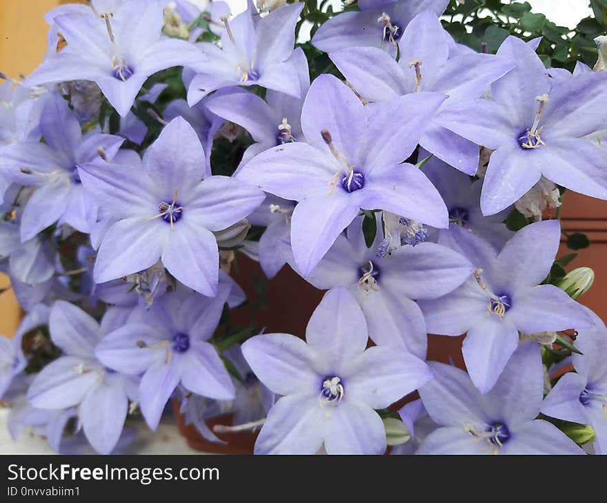 Flower, Blue, Plant, Flowering Plant