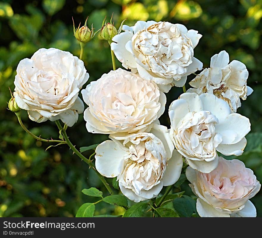 Rose, Flower, Rose Family, Flowering Plant