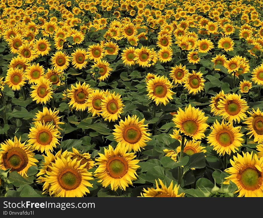 Flower, Sunflower, Yellow, Plant