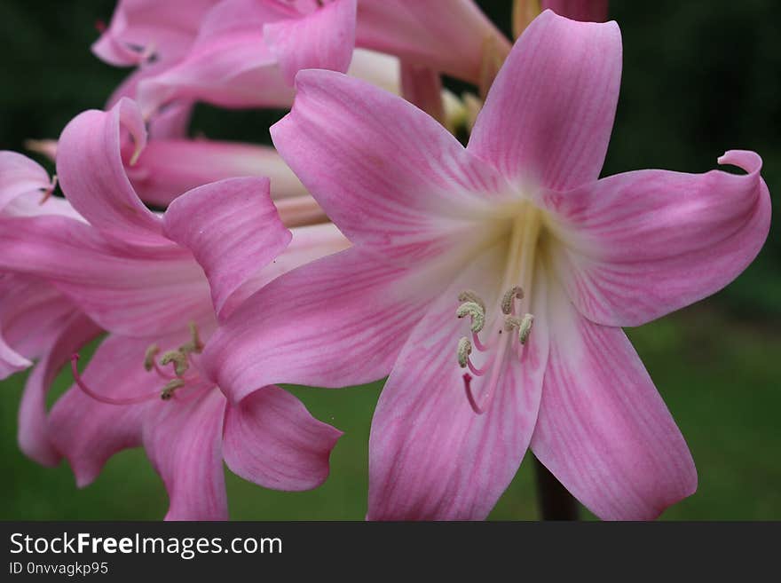 Flower, Plant, Pink, Flora