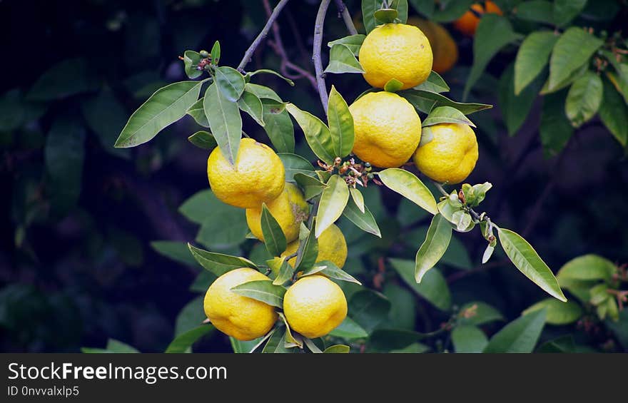 Citrus, Fruit, Fruit Tree, Lemon