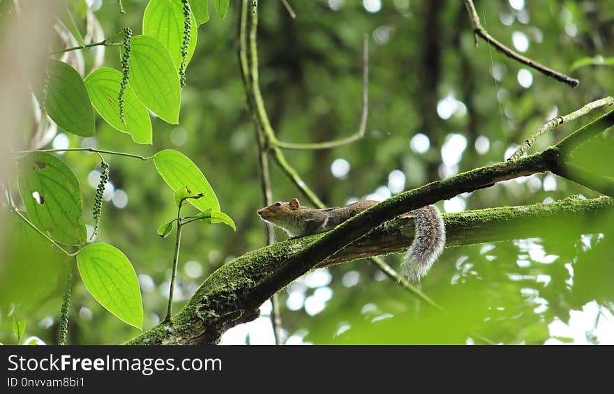 Vegetation, Leaf, Ecosystem, Branch