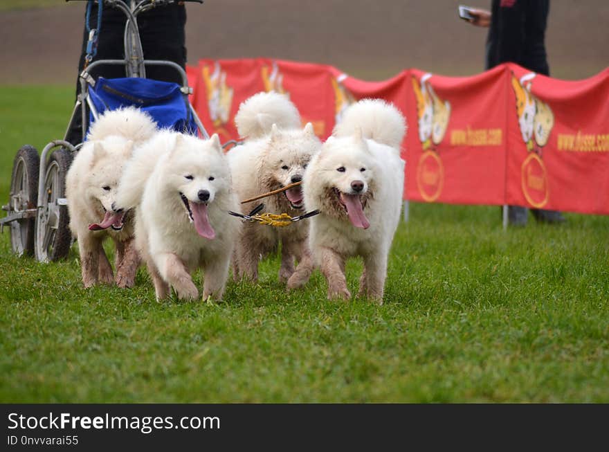 Dog Breed, Dog Breed Group, Dog, Conformation Show