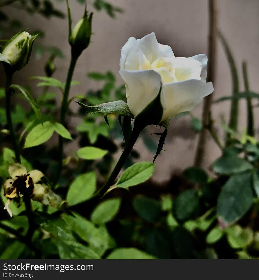 Plant, Rose Family, Flower, Flowering Plant