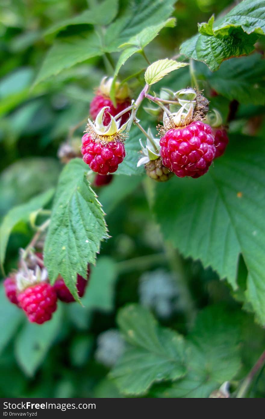 Raspberry, Strawberries, Tayberry, Berry