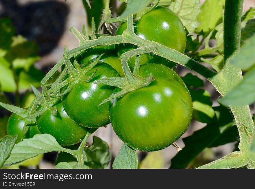 Fruit, Bush Tomato, Potato And Tomato Genus, Vegetable