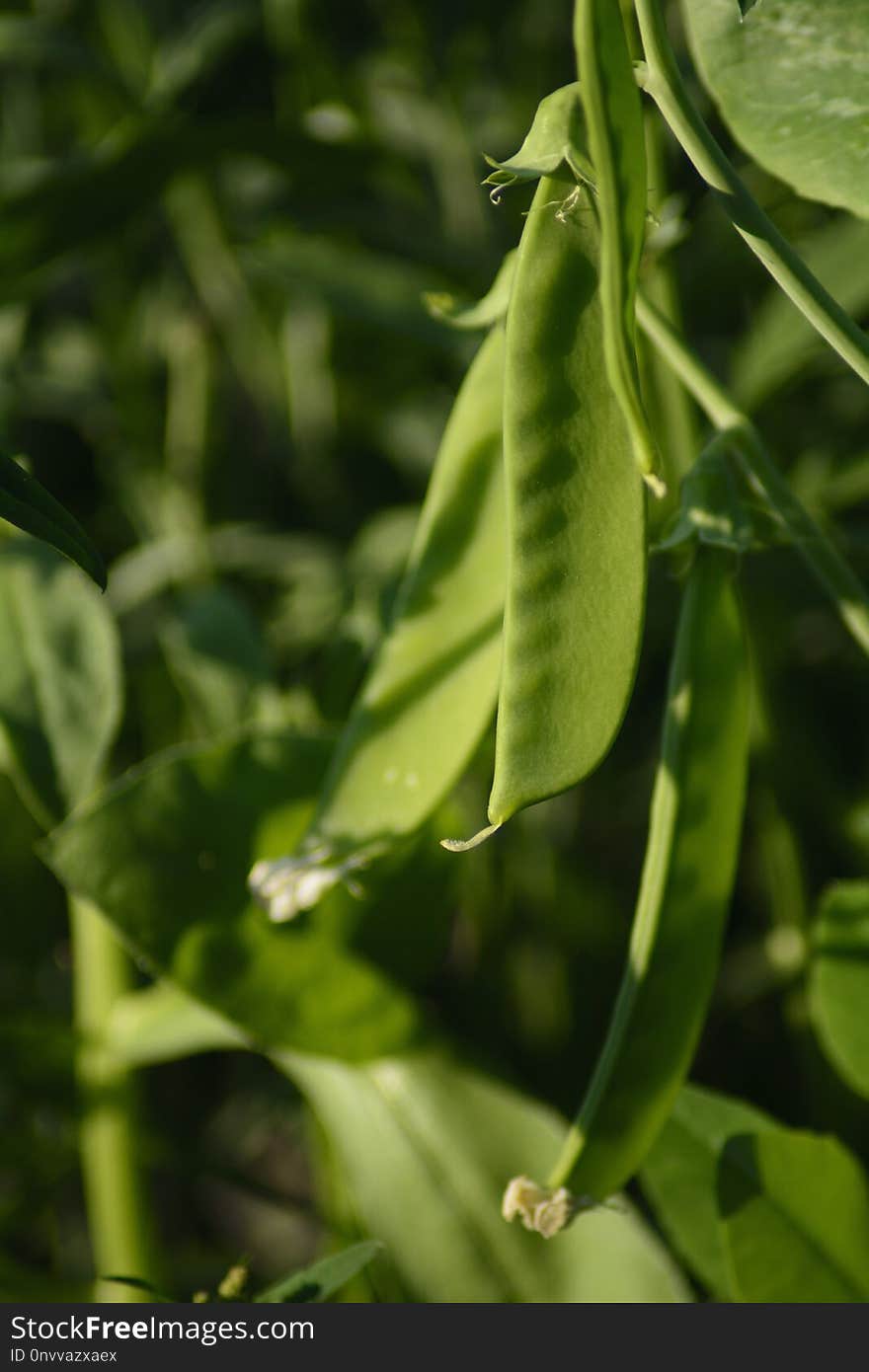 Leaf, Plant, Flora, Plant Stem