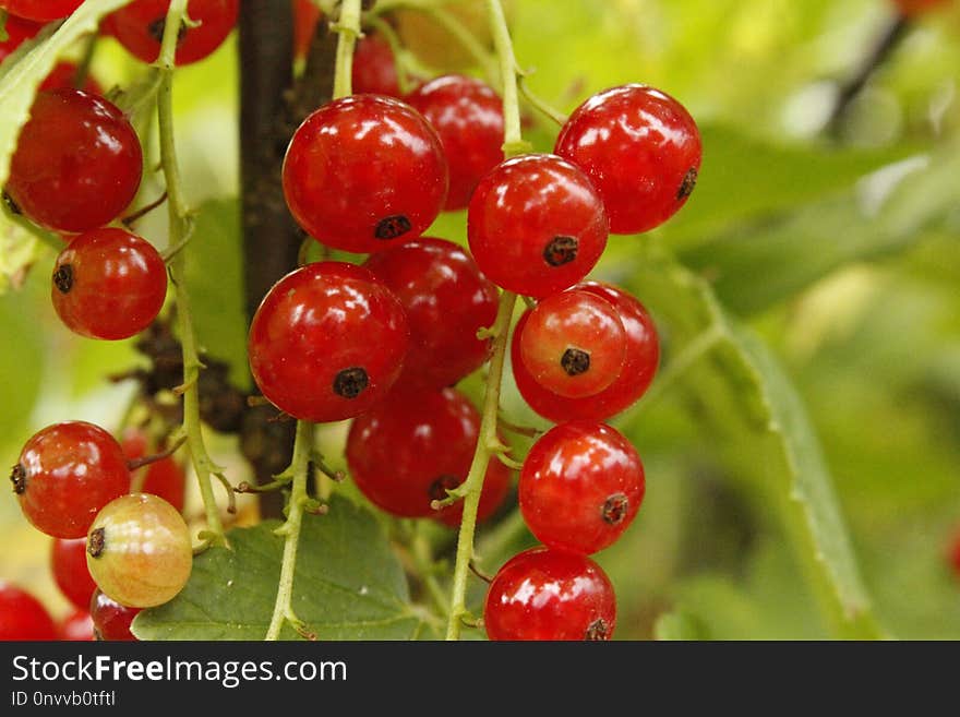 Natural Foods, Berry, Fruit, Currant