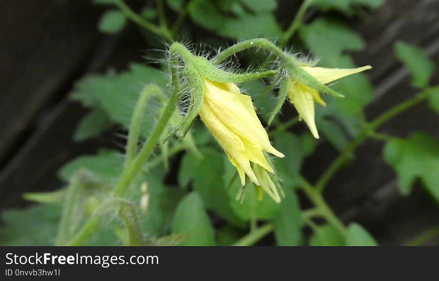 Flora, Plant, Flower, Subshrub