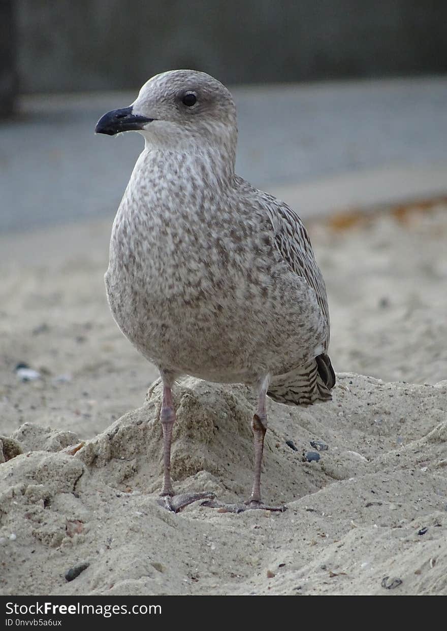 Bird, Gull, Seabird, Beak