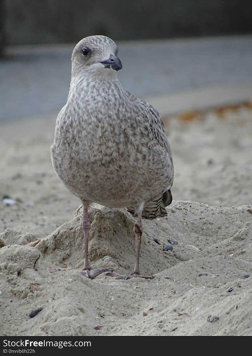 Bird, Beak, Fauna, Gull