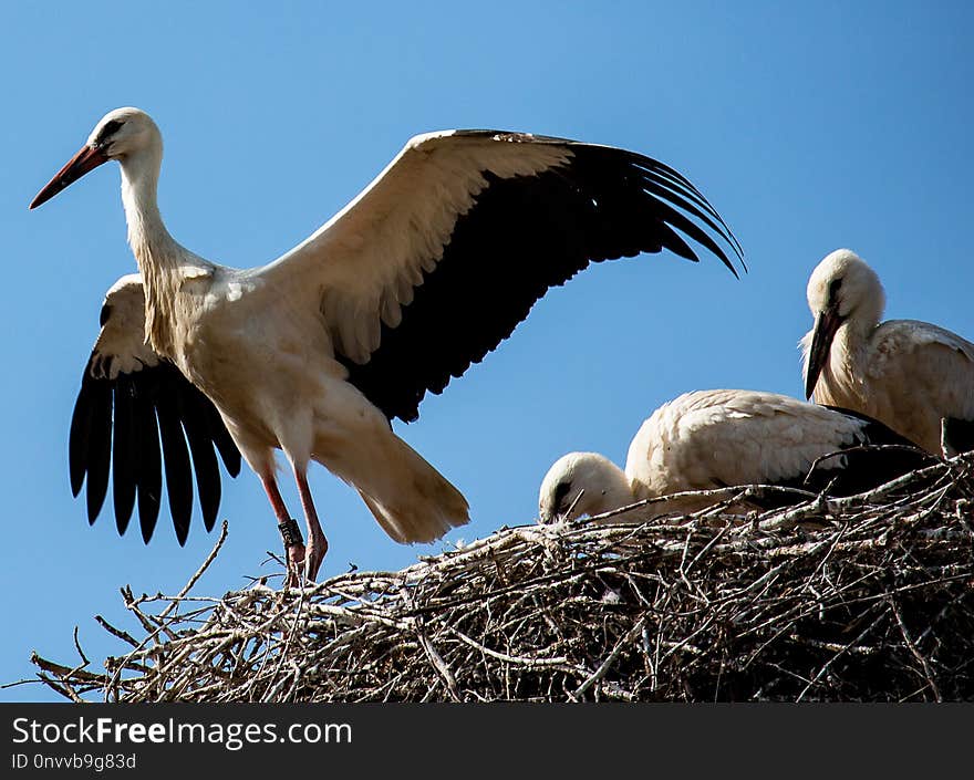 Bird, Stork, White Stork, Fauna