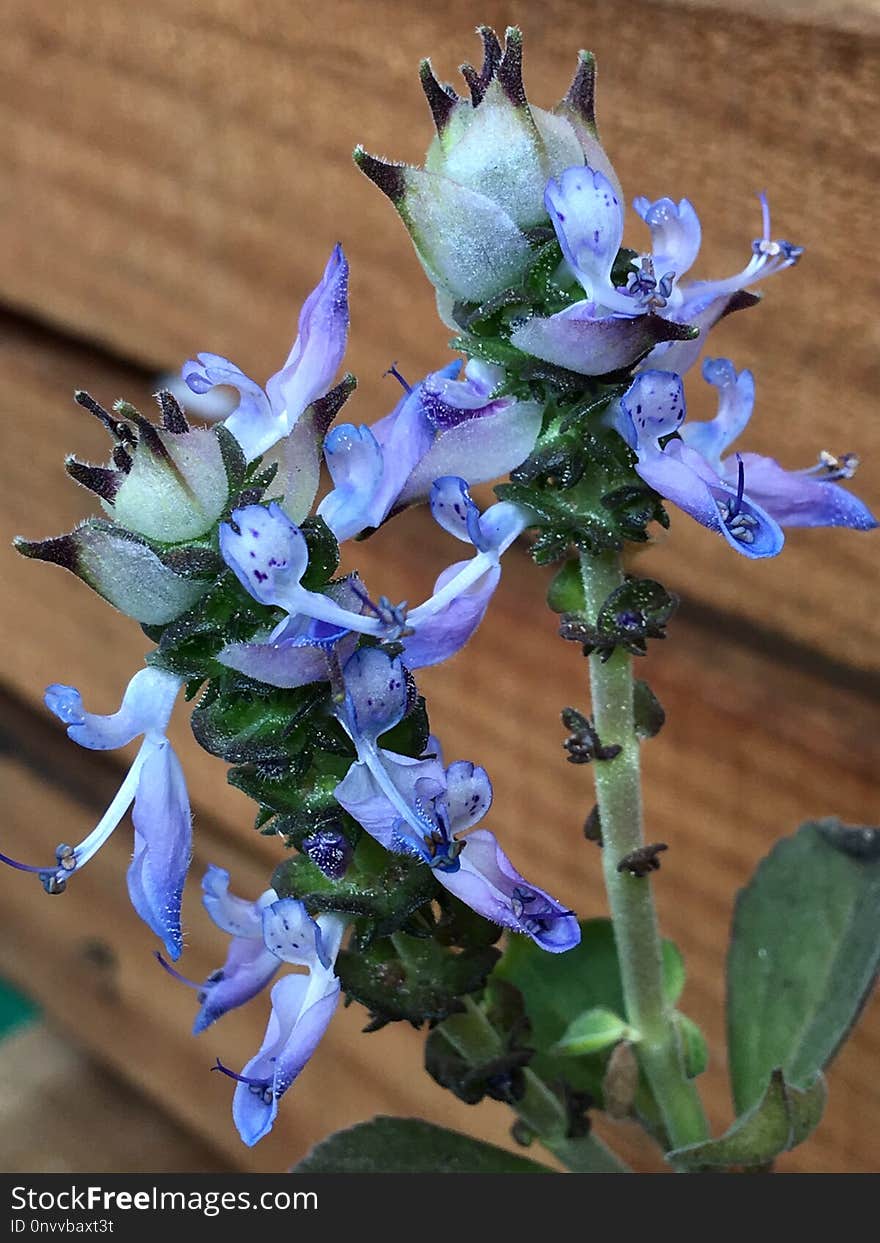 Plant, Flower, Flora, Flowering Plant