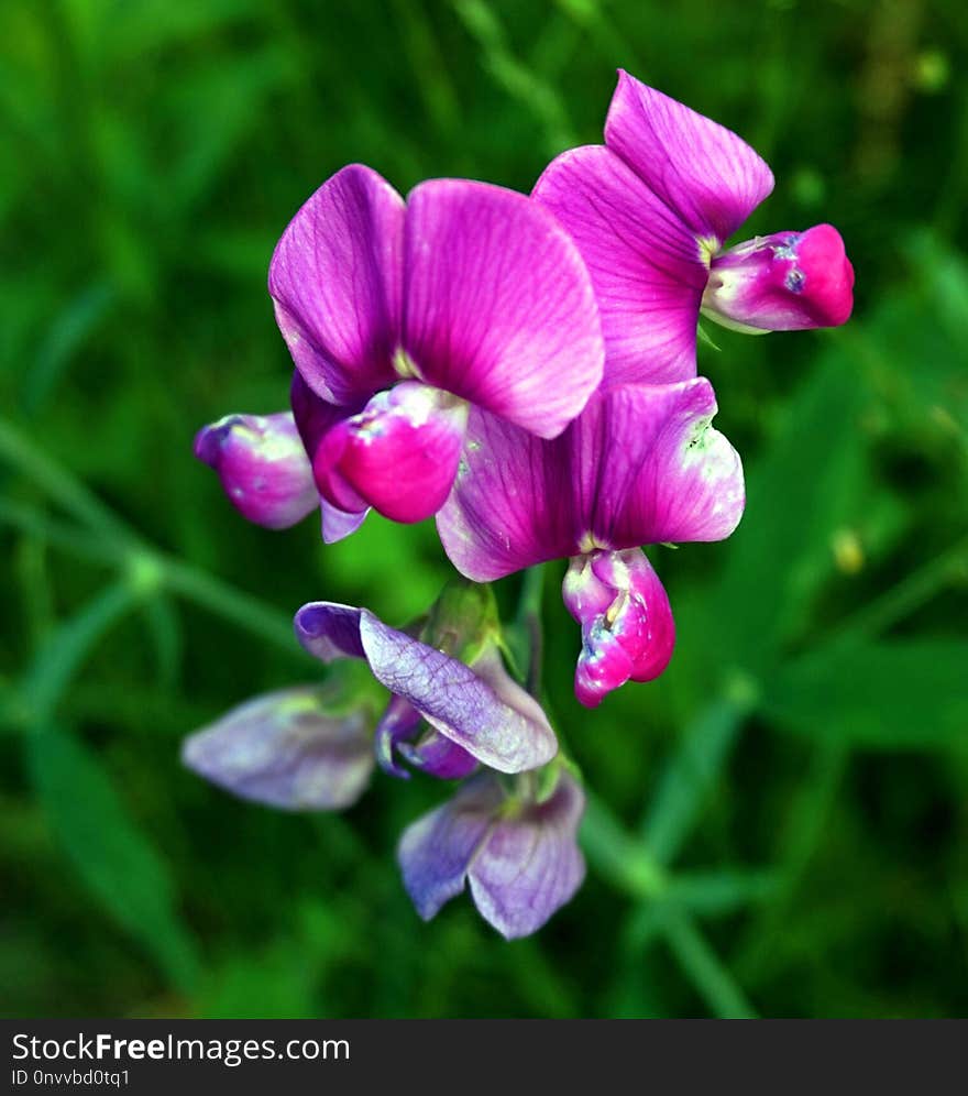 Flower, Everlasting Sweet Pea, Flora, Plant