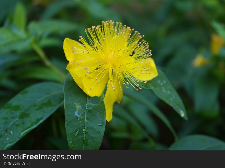 Flower, Yellow, Flora, Hypericaceae