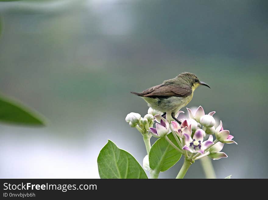 Bird, Fauna, Flora, Beak