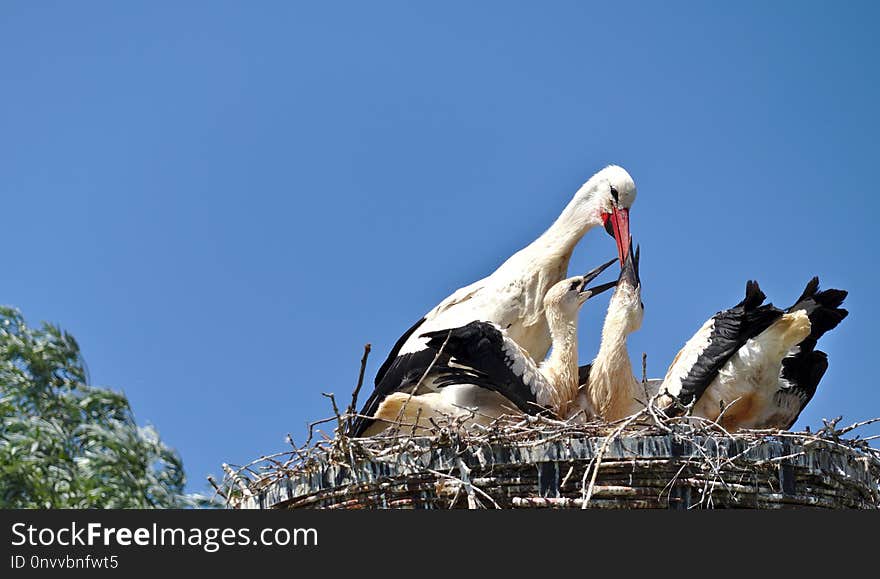 White Stork, Bird, Stork, Ciconiiformes