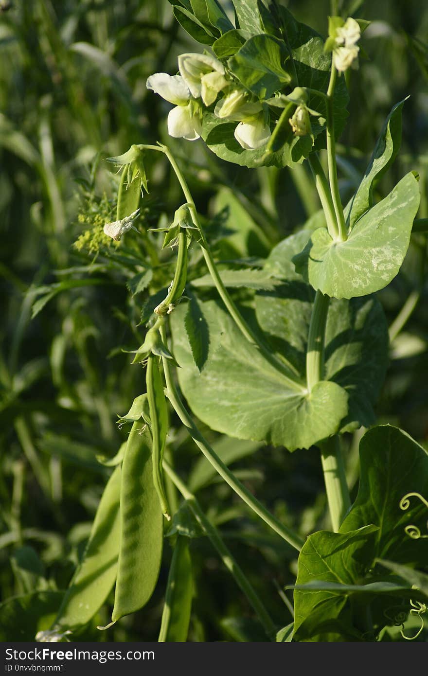 Plant, Leaf, Flower, Subshrub