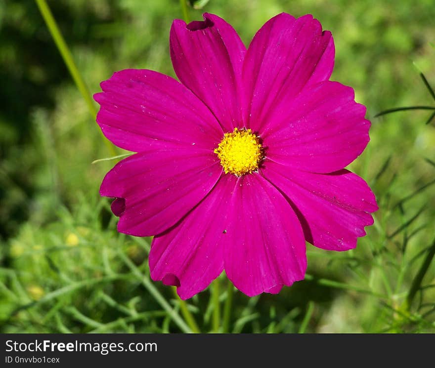 Flower, Garden Cosmos, Flowering Plant, Plant