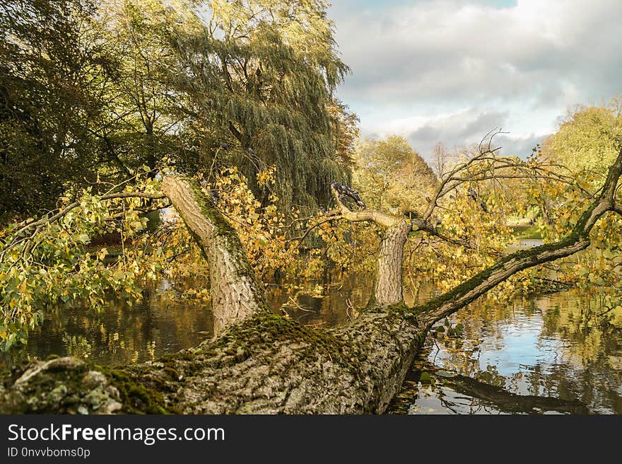 Nature, Tree, Water, Vegetation