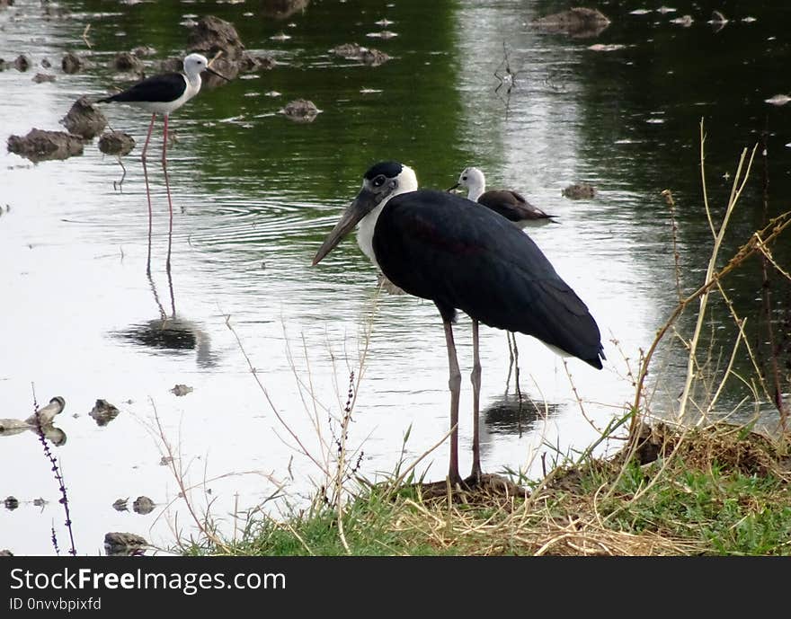 Bird, Fauna, Water, Ciconiiformes