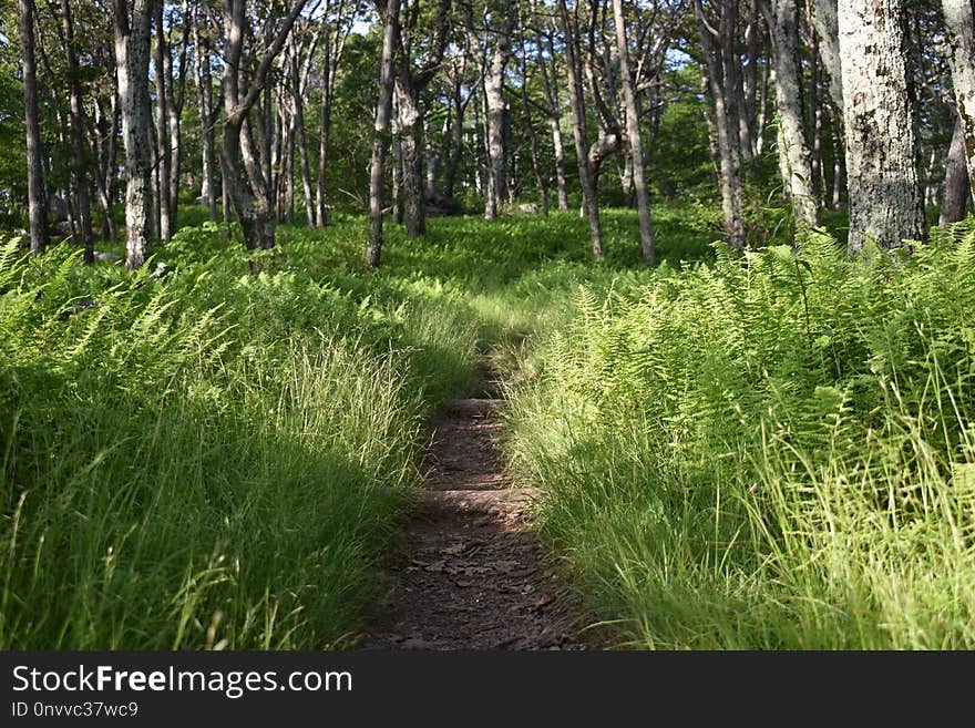 Path, Ecosystem, Vegetation, Nature Reserve