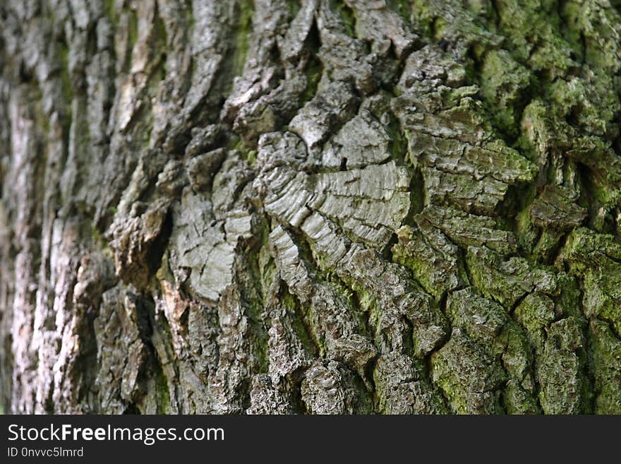 Tree, Trunk, Plant, Grass