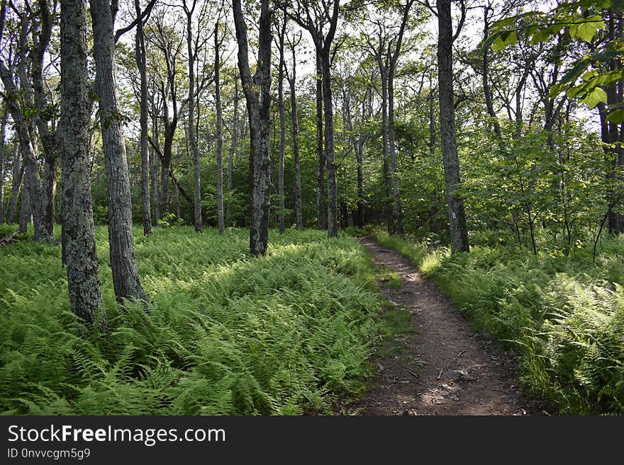 Ecosystem, Vegetation, Woodland, Path