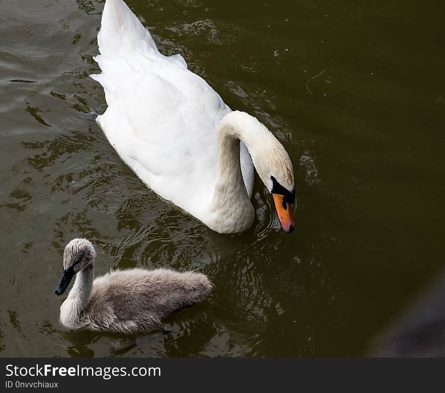 Swan, Bird, Water Bird, Ducks Geese And Swans