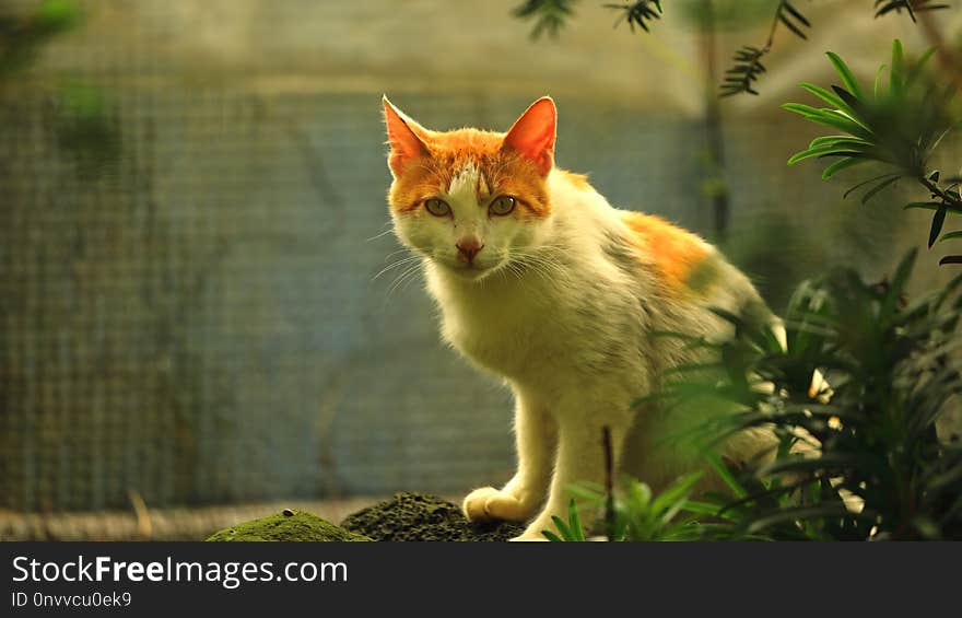 Cat, Fauna, Small To Medium Sized Cats, Wildlife